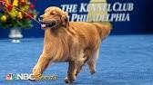 Siba the standard poodle was crowned top dog tuesday at madison square garden in new new york — the westminster kennel club has a new best in show for 2020. Daniel The Golden Retriever Wins Sporting Group At 2020 Westminster Dog Show Fox Sports Youtube