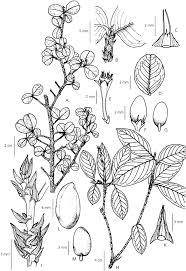 Image result for Rhabdophyllum