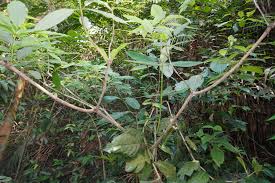 Image result for Gaertnera