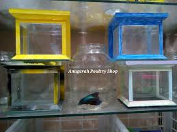 Ada banyak sekali jenis ikan hias kecil yang bisa kamu gunakan untuk menghiasi aquarium kamu loh. Jual Aquarium Mini Untuk Ikan Cupang Atau Ikan Hias Kecil Di Lapak Anugerah Poultry Shop Bukalapak