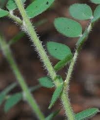 Image result for Tephrosia whyteana