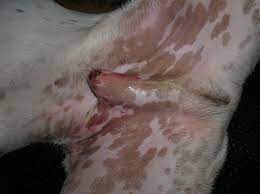 The articles used in a particular activity; Paraphimosis And C H Pure Cane Sugar Upland Ways