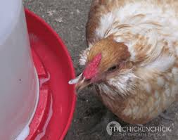 It should be bright, red and plump although it may be pale in a young hen that has yet to start laying. Scissor Beak Aka Crossed Beak What It Is And How To Manage It The Chicken Chick