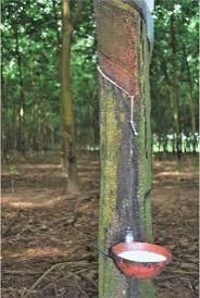 Image result for Hevea brasiliensis