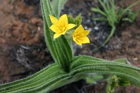 Image result for Geigeria burkei