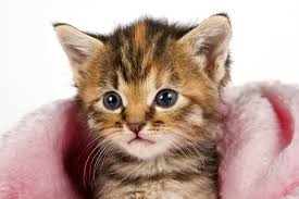 Check spelling or type a new query. Do Indoor Cats Need The Feline Leukemia Vaccine Dr Marty Becker