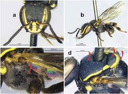 Image result for Enneapogon pretoriensis