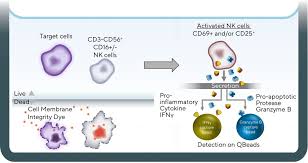 Anastasiia oleksiivna kamenskykh, known professionally as nk, is a ukrainian pop and r&b singer, actress, television personality and busines. Natural Killer Cell Killing Intellicyt