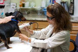 Dogwood, dogwood, lovespark, rockford, illinois, pets, animal, hospital, dvm, veterinarian, medical, small animal other places within 1500 meters of dogwood pet hospital are listed below. Laser Therapy Dogwood Animal Hospital Boarding Your Brandon Veterinarian