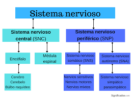 Nervio olfatorio (par craneal i) 2. Que Es El Sistema Nervioso Y Cual Es Su Funcion Significados