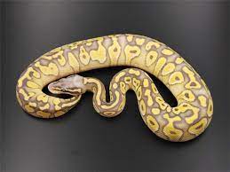 Hypo Lesser Super Pastel Ball Python Pet Ball Python Ball Python Morphs