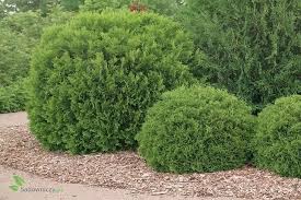 Туя западная вудварди (thuja occidentalis woodwardii). Thuja Tuja Zywotnik Zachodni Woodwardii Sadowniczy Pl