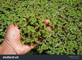 Image result for Azolla pinnata
