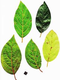 Image result for Lauraceae