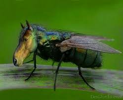 Maybe you would like to learn more about one of these? 20 Horsefly Ideas Horse Fly Macro Photography Insects Animals
