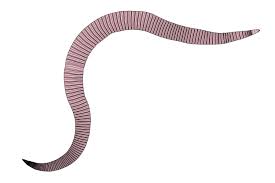 Understanding The Different Types Of Worms Which Can Affect Dogs And How To De Worm Your Dog Medicanimal Com