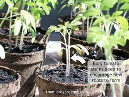 Send the stunning 'happy bean plant' today with flowers & plants co. How To Prevent And Fix Leggy Seedlings The Micro Gardener