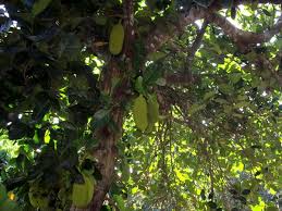 Revised by tom kalb, horticulturist ndsu extension service Northern Territory Tropical Fruit Grower Expanding Durian Production