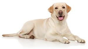 Whether you like small dogs, large dogs, or dogs somewhere in between, these white dog breeds are guaranteed to make you smile. Best Dog Foods For Labrador Retrievers Dog Food Advisor
