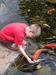 The pond is run via a single botton drain to a nexus 220 which is situated around 18 feet away. 1000 Gallon Koi Pond