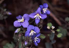 Image result for Plantaginaceae