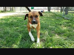 Maybe you would like to learn more about one of these? Phoenix Pets Phoenix Az Patch