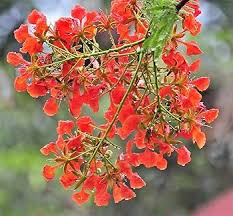 Image result for Delonix