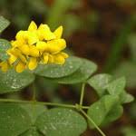 Image result for Andrachne ovalis