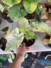 Image result for Alocasia odora
