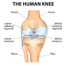 It's unlikely, but you want to make sure there isn't any kind of a break, because if so, you have to keep it immobile until it heals. Complex Ligament Injuries Mcl Pcl Surgeons Consultants Yorkshire