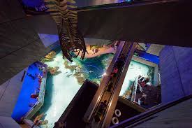 National Aquarium Of Baltimore Blacktip Reef Cambridgeseven Ocean Tank Great Barrier Reef Aquarium