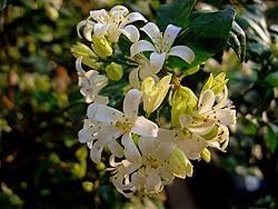 We did not find results for: All You Need To Know About Orange Jasmine