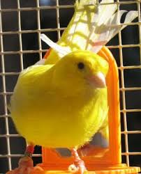 صور عصافير كناري روعة Canary Bird Pictures Canary Birds Bird Pictures Pictures