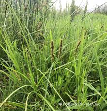 Image result for Carex angolensis