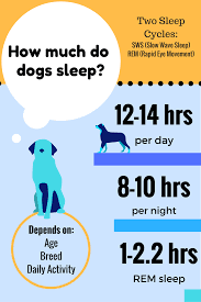So, how many hours a day do dogs sleep, and why so doggone much? How Much Do Dogs Sleep And How Many Hours Does Fido Really Need Per Day The Answers May Surprise You Sleeping Dogs Sleeping Puppies Puppy Needs