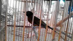 Maybe you would like to learn more about one of these? Pengepuran Burung Samyong By Samyong Garugiwa