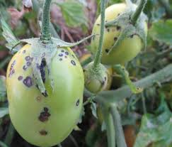 Image result for tomato seedling xanthomonas vesicatoria