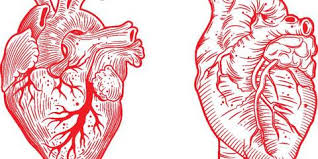 Die herzmuskelentzündung ist eine akut oder chronisch verlaufende entzündung der herzmuskelzellen. Herzmuskelentzundung Nach Erkaltung Der Tod Eines 48 Jahrigen Aus Darmstadt