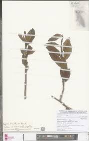 Image result for Begonia loranthoides