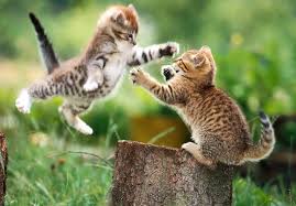 How to use grass litter. Wallpaper Grass Wildlife Kittens Whiskers Wild Cat Kitten Fauna Cat Like Mammal Snout Small To Medium Sized Cats Organism Bengal Pixie Bob Puss 1600x1116 Px Lovely Desktop Images Cat Images Cat