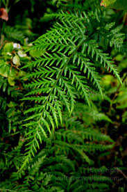 Image result for Pityrogramma