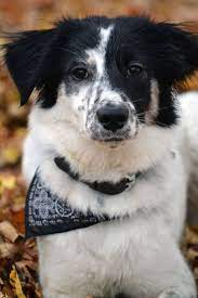 Angel Style Collie Australian Shepard Mix Border Collie Border Collie Husky Collie