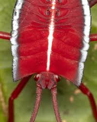 Image result for Triumfetta tenuipedunculata