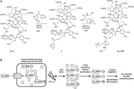 Vitamin b12 consists of a large ring structure similar to porphyrin with a cobalt atom in its centre. Elucidation Of Roles For Vitamin B12 In Regulation Of Folate Ubiquinone And Methionine Metabolism Pnas