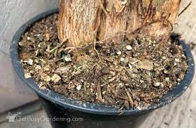 Maybe you would like to learn more about one of these? Money Tree Plant Care Guide How To Take Care Grow Indoors