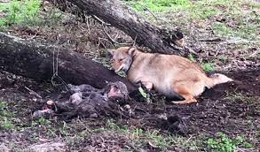 Contact us pet wants madison 1400 eatonton rd suite 600 madison ga 30650 sscherer@petwants.com Coyotes 365