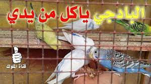 كيف اجعل البادجي ياكل من يدي budgies parrot bird