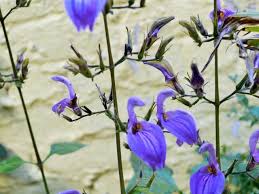 Image result for Brillantaisia oligantha