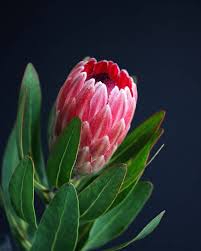Create these gorgeous mini proteas, perfect for arrangements or bouquets. 43 Types Of Protea Flowers Meaning And Pictures Florgeous