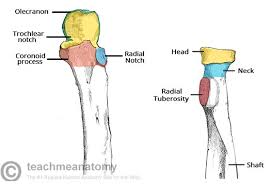 The distal radioulnar joint has intrinsic and extrinsic stabilizing structures. The Radioulnar Joints Teachmeanatomy